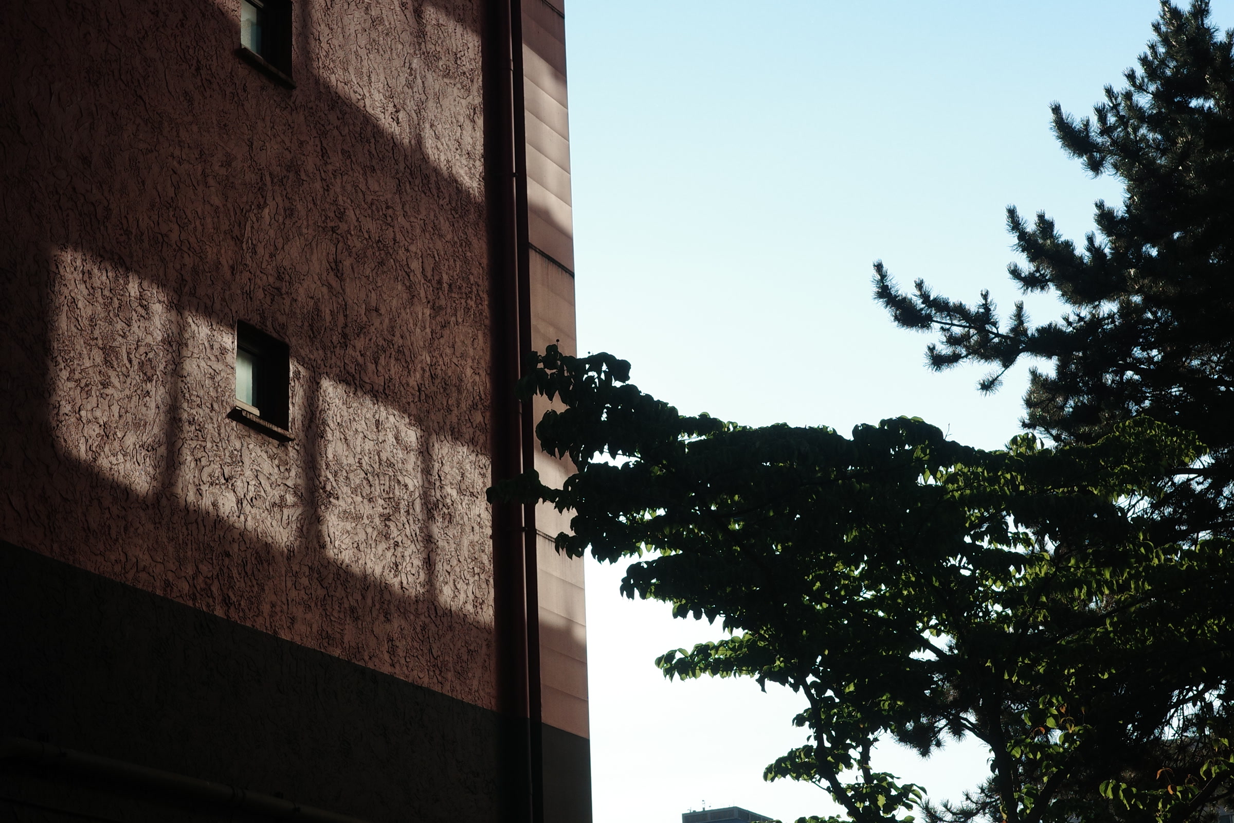 Angular tree shadows falling across a building in late afternoon light