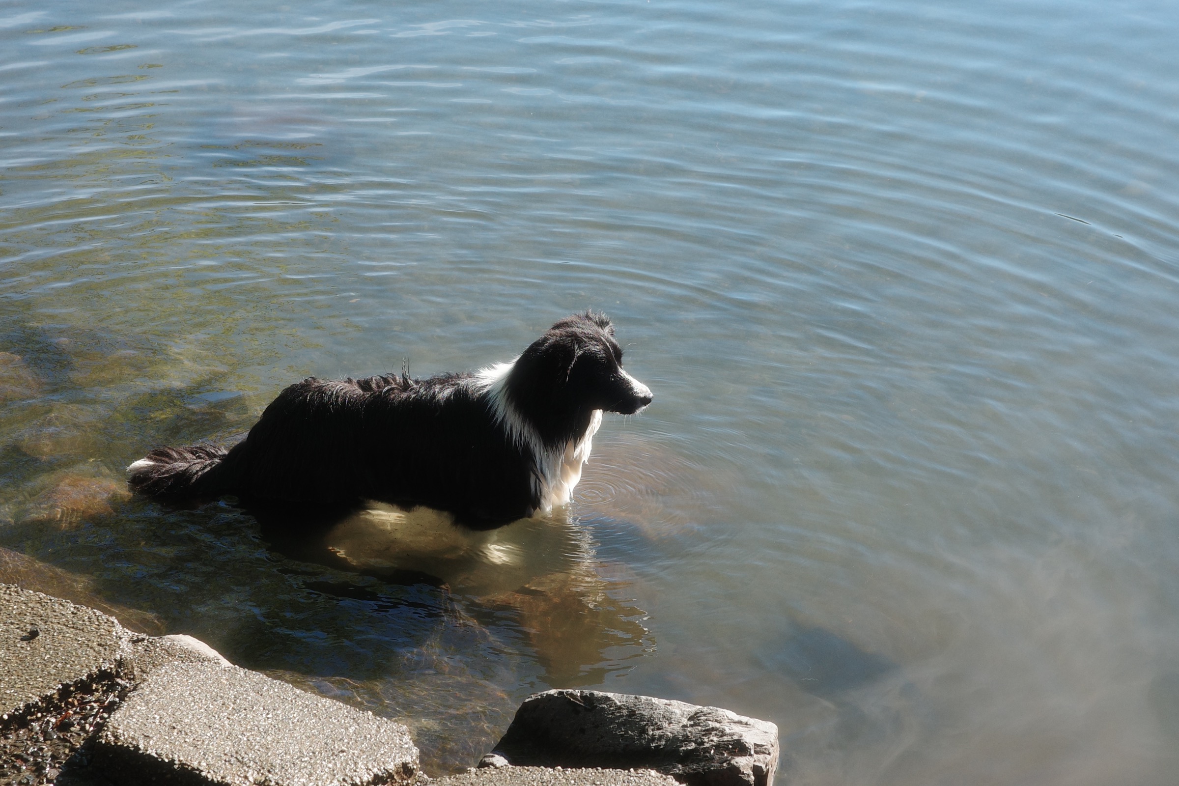 Ash resting in the clear shallows at Marymoor Park