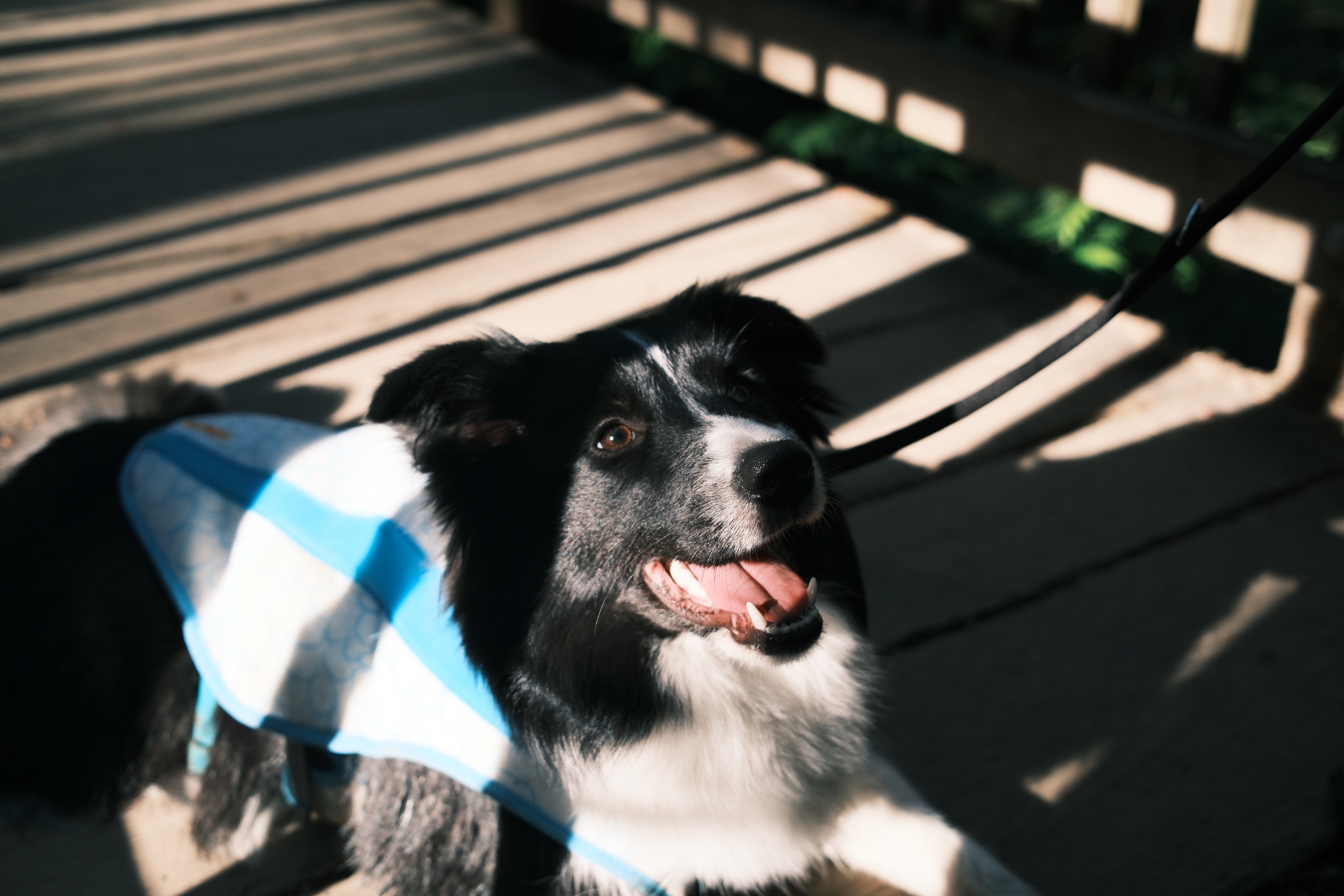 Ash looking up in bands of sunlight and shadow on a wooden path